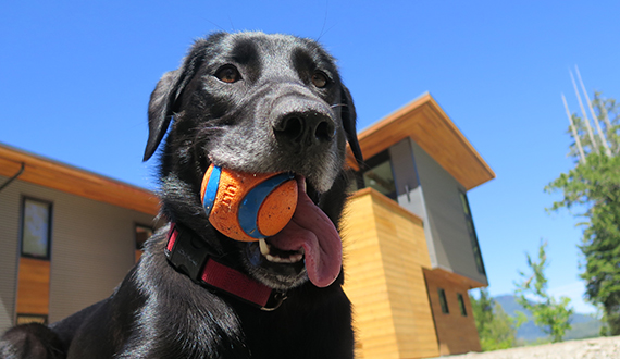The Anglers Inn, dog-friendly accommodation in Tofino, BC. Radar the resident dog.
